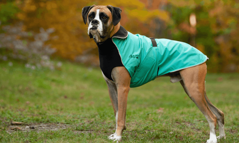 fashion sports dog jacket